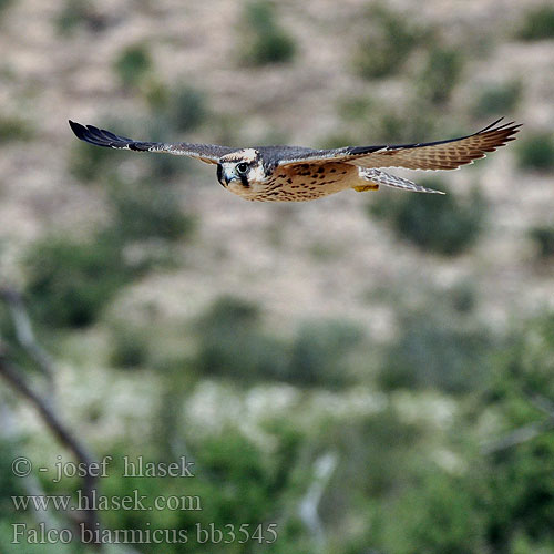 Falco biarmicus bb3545
