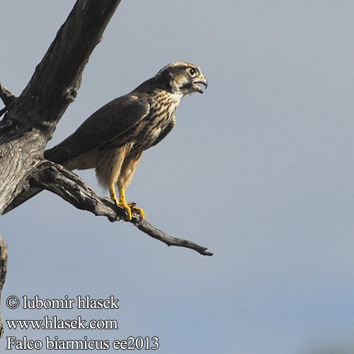 Falco biarmicus ee2013
