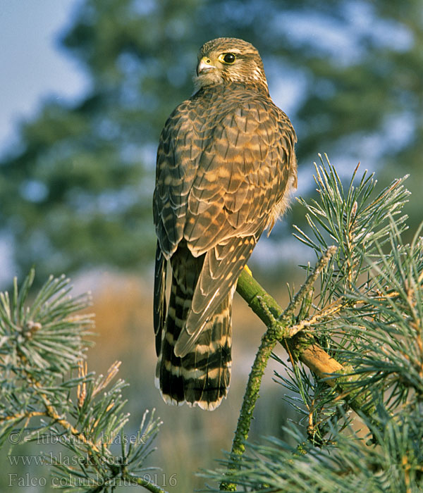 Falco columbarius Merlin Dřemlík tundrový