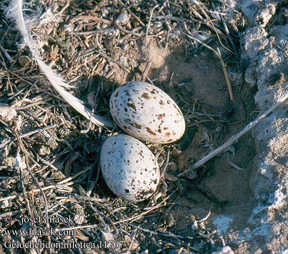 birds eggs nests Rybák černozobý Sandterne Lachstern