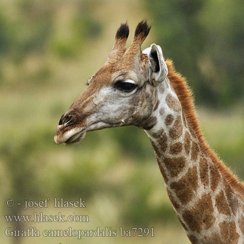 Giraffa camelopardalis ba7291