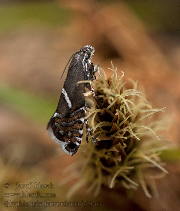 Glyphipterix haworthana Haworth's glyphipterid moth