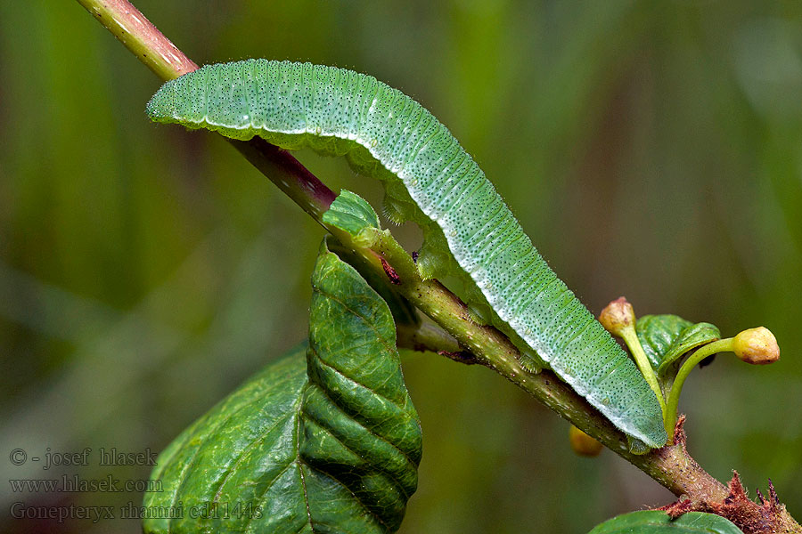 Limonera Citronfjäril Gonepteryx rhamni