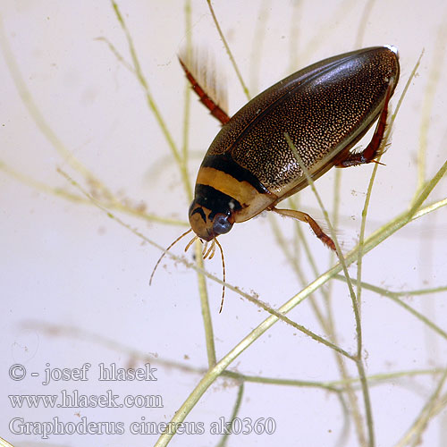 Graphoderus cinereus Hydaticus Orange-striped Hydaticus Water-beetle