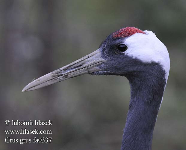 Žeriav popolavý Dzërve Sookurg Common Crane