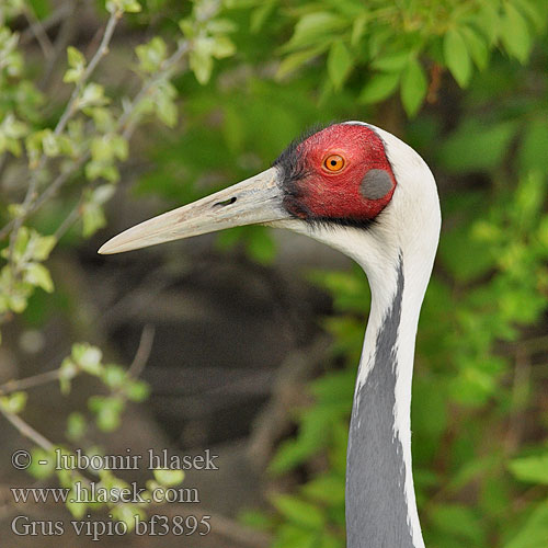 White-naped Cranes Hvidhalset trane Silmälasikurki Grue cou blanc