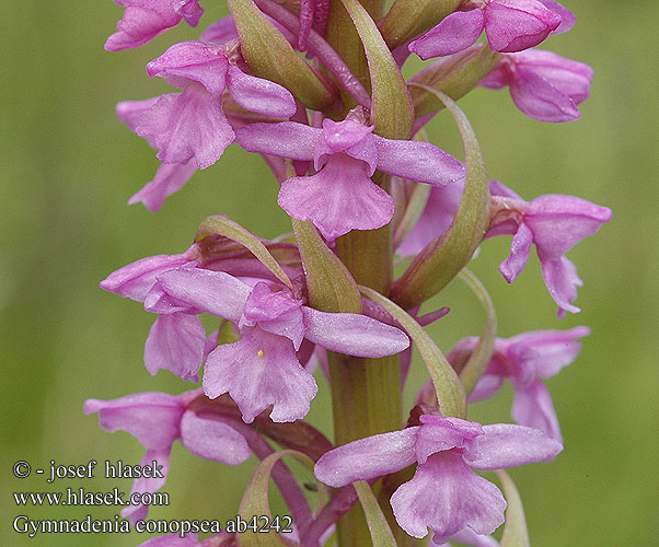 Gymnadenia conopsea Pětiprstka žežulník Fragrant Orchid Groß Händelwurz