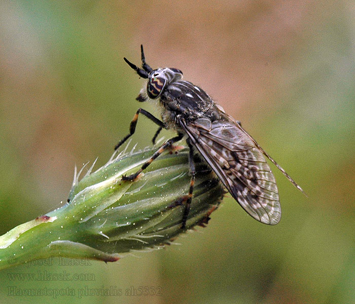 Haematopota pluvialis Bzikavka dešťová Regenbremse Common horse fly