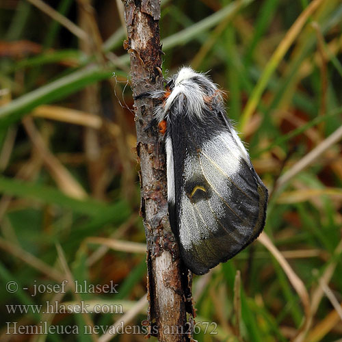 Hemileuca nevadensis Nevada buckmoth Buck Moth