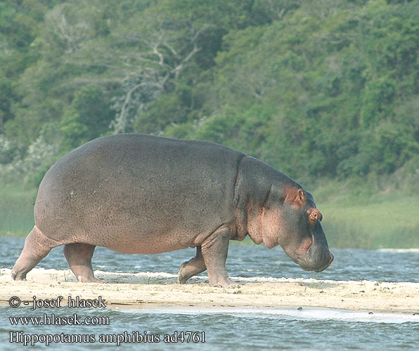 Hippopotamus amphibius ad4761