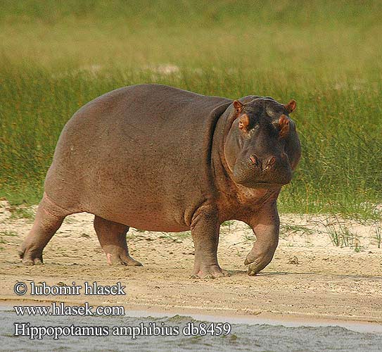 Nílusi víziló Flusspferd Flußpferd Hipopotam nilowy