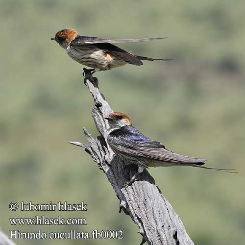 Andorinha estriada grande Hirundo cucullata Greater Striped-Swallow