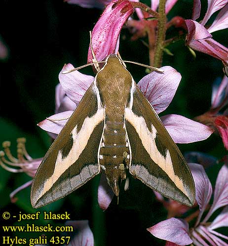 Hyles galii Bedstraw Hawk-moth Snerresværmer Matarakiitäjä