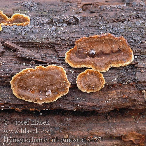 Hymenochaete rubiginosa Kožovka rezavá Oak Curtain Crust