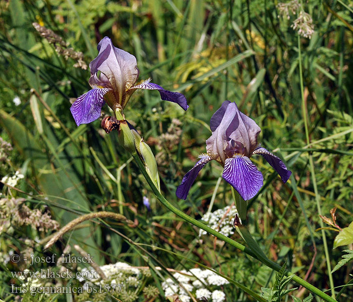 Iris germanica Kosatec německý Deutsche Schwertlilie German Iris