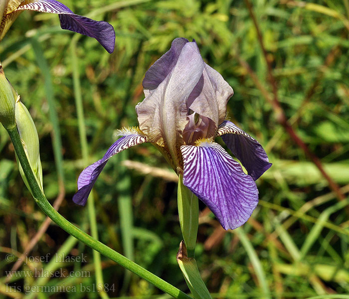 Kosaciec bródkowy Iris d'Allemagne Kosatec nemecký Saksankurjenmiekka