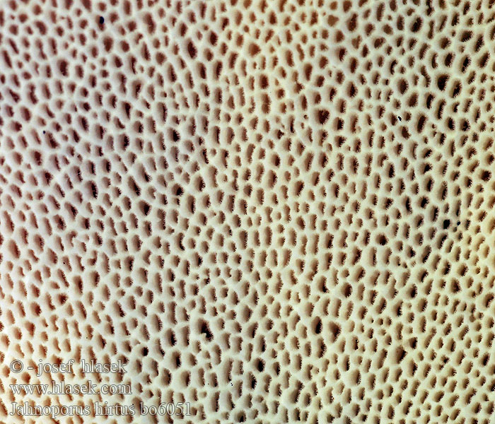 Krásnoporka chlupatá Polypore hérissé Brauner Haarstielporling Jahnoporus hirtus