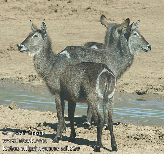 Kobus ellipsiprymnus voduška velká Antilope Acuático Vattenbock