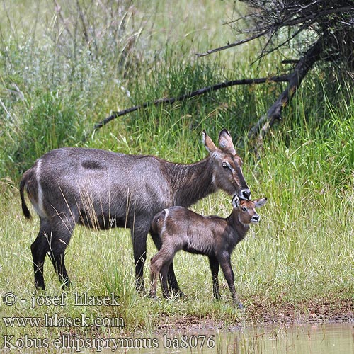 Cobe defassa croissant Waterbok Antilope agua