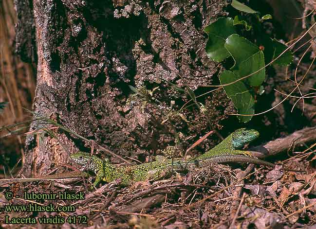 Lacerta viridis Östliche Smaragdeidechse European Green Lizard Lagarto verde