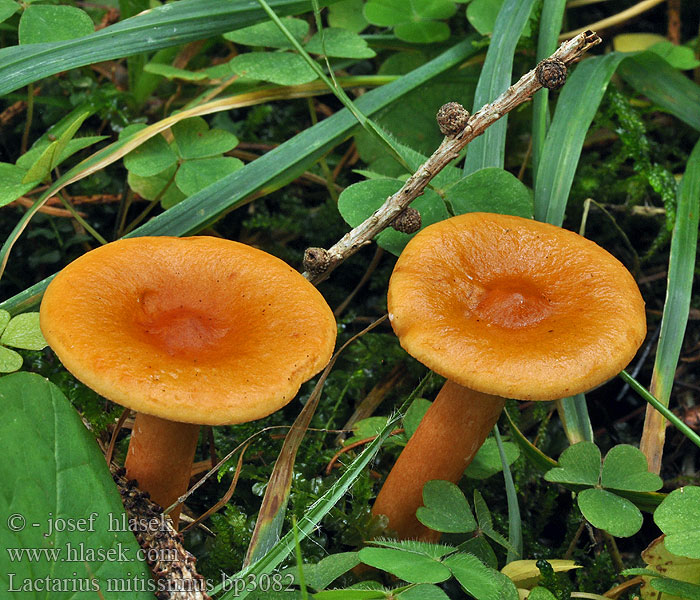 Lactarius mitissimus Oranje melkzwam Mleczaj delikatny