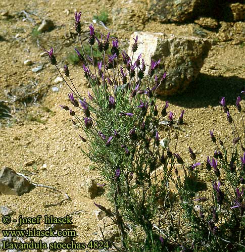 Lavandula stoechas French spanish lavender Sommerfuglelavendel