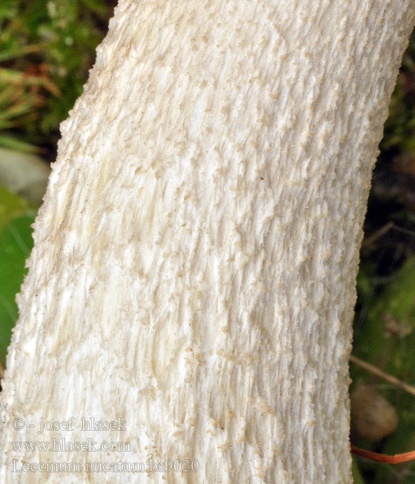 Leccinum nucatum holopus Grobschuppigen Birkenpilz