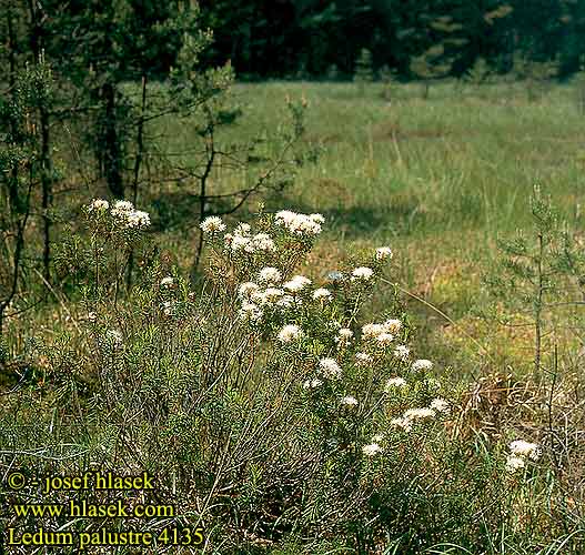 Ledum palustre Marsh tea wild rosemary Labrador Mose-post