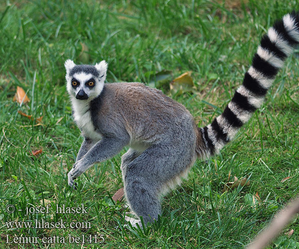 Lemur catta be1415