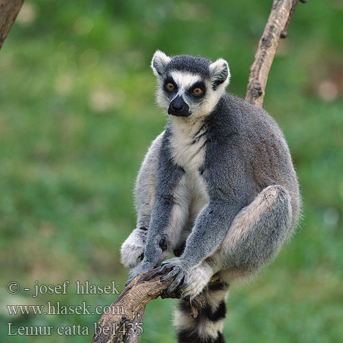 環尾狐猴 环尾狐猴 Lemur catta Ring-tailed lemur Katta Kattalemur Lémur catta