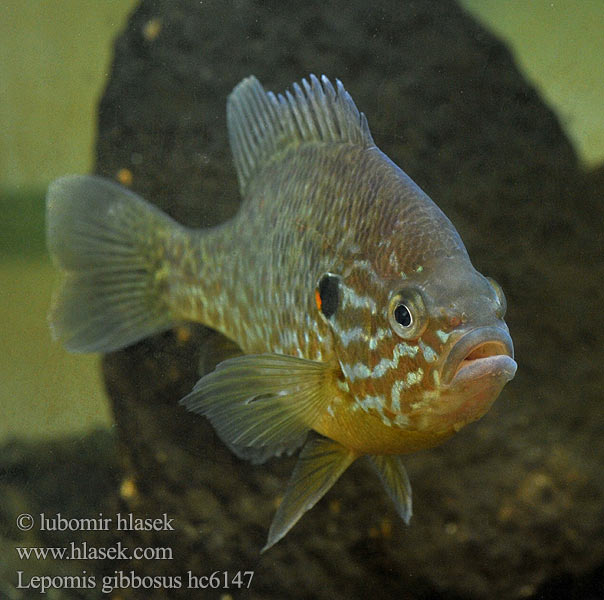 Zonnebaars Naphal Pumpkinseed Pond perch Common sunfish Punkys Crapet-soleil