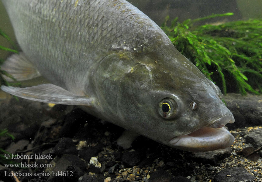 Leuciscus aspius Bolen dravý Rapfen Asp fish Aspe poisson