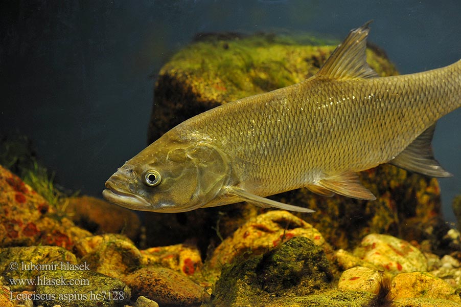 Leuciscus aspius Asp fish Aspe poisson