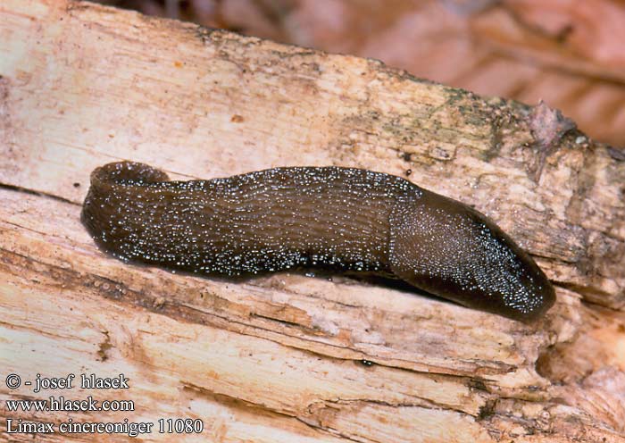 ash black slug