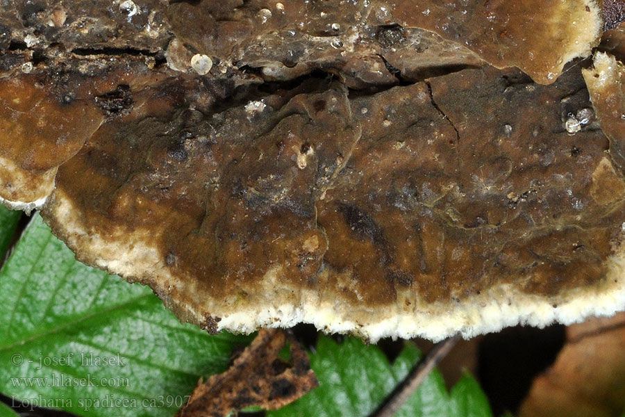 Lopharia spadicea Porostereum spadiceum Pevník kaštanový