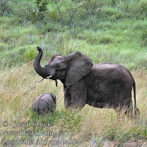 Африкански слон Elefant afric