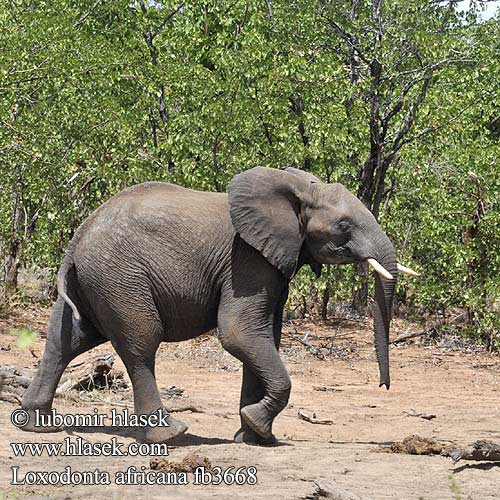 아프리카코끼리 Afrički slon פיל
