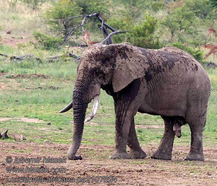 普通非洲象 Loxodonta africana