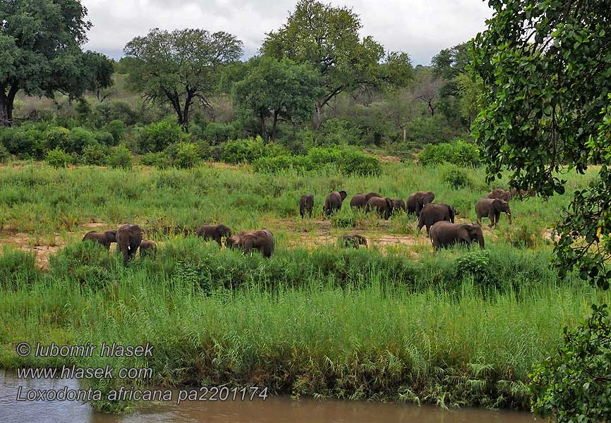 Afrika Çalı Fili Африканський слон Loxodonta africana