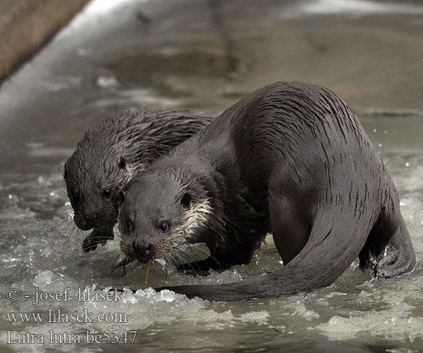 Выдра European otter Loutre Europe Fischotter Nutria común