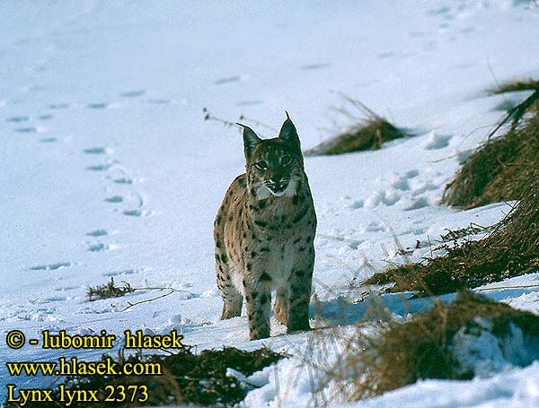 Lynx lynx Felis Eurasian Lynx Luchs Lince boreal