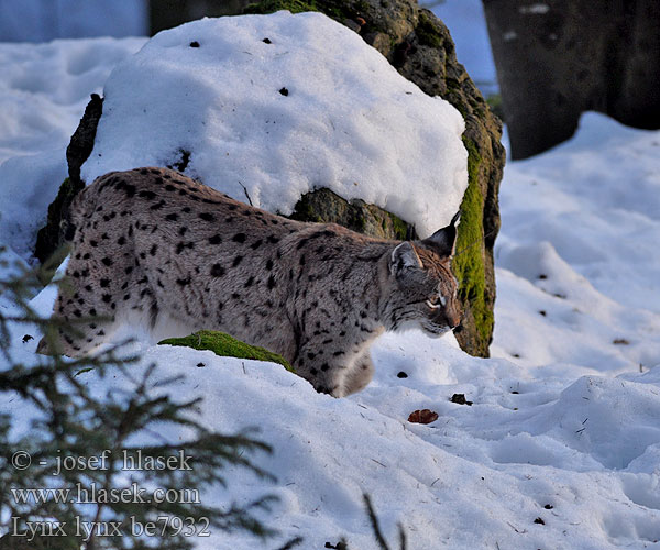 Eurasian Lynx Luchs Lince boreal Lynx lynx Rys ostrovid Ryś Gaupe