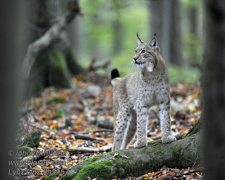 Lynx lynx Lūšis