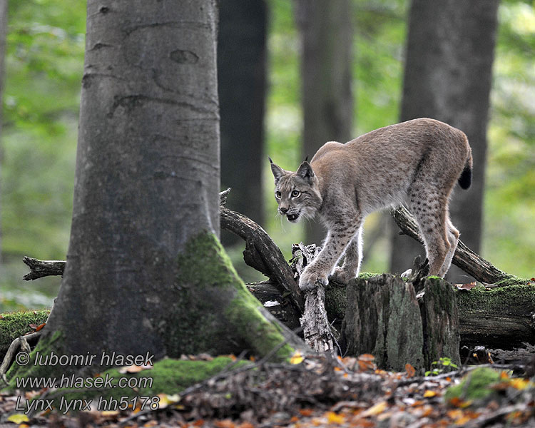 Lynx lynx Râs