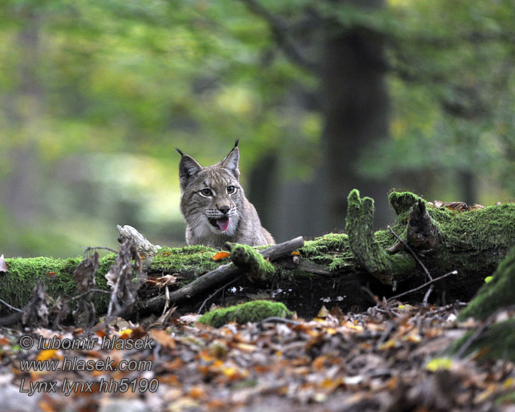 Lynx lynx שונ 