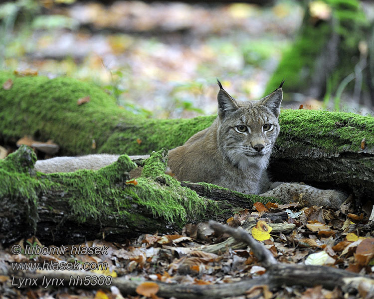 Lynx lynx Liñs