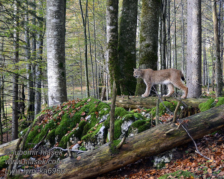 Lynx lynx Lince boreal