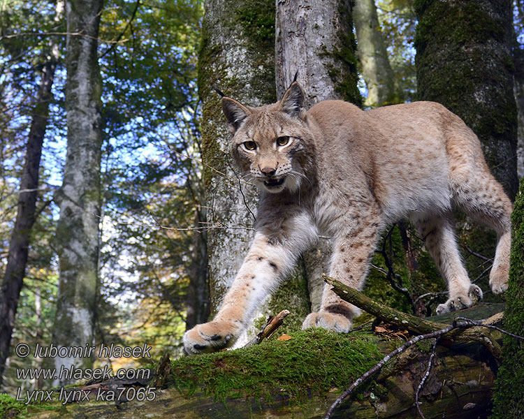 Eвразиатская рысь Lynx lynx