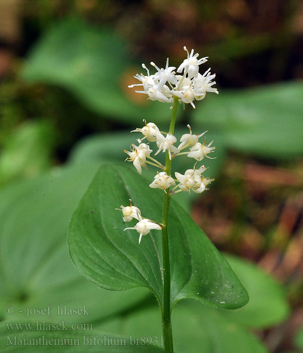 Maianthemum bifolium Konwalijka dwulistna May Lily