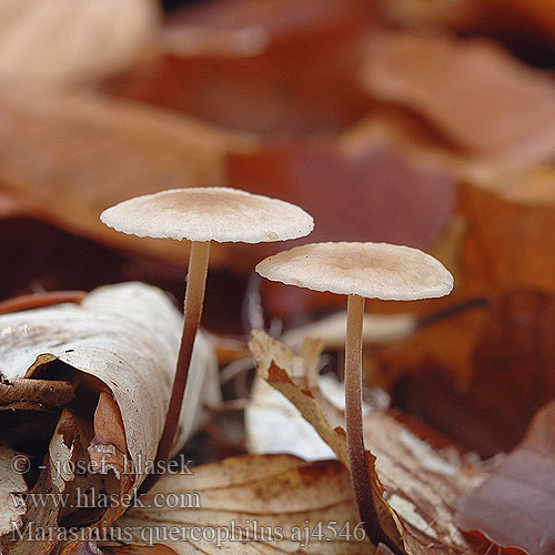 Marasmius quercophilus White-rot fungus